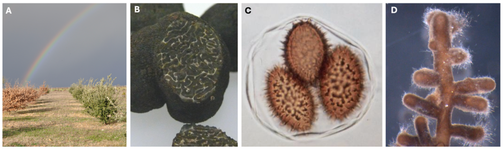 Collage of Tuber melanosporum.   Germinating spores of Tuber melanosporum colonize host roots to form ectomycorrhizas having a tan to brown color