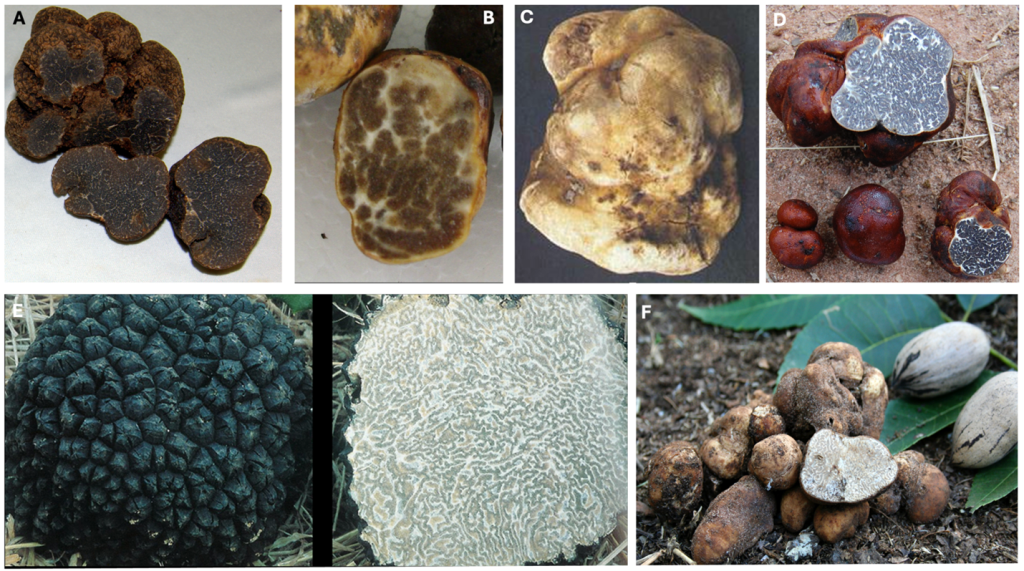 Collage of European and North American truffles species which have been cultivated. 