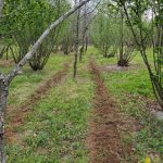 Spore amendment trenches. Newtown Truffiere, KY