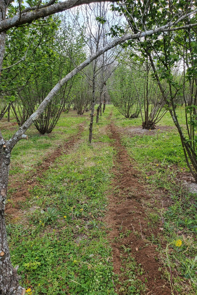 Spore amendment trenches. Newtown Truffiere, KY