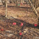 Flags near a trail mark location of truffles for harvest in Newtown Truffiere, KY