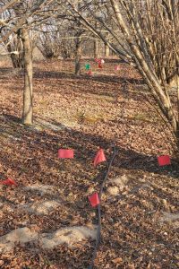 Flags near a trail mark location of truffles for harvest in Newtown Truffiere, KY