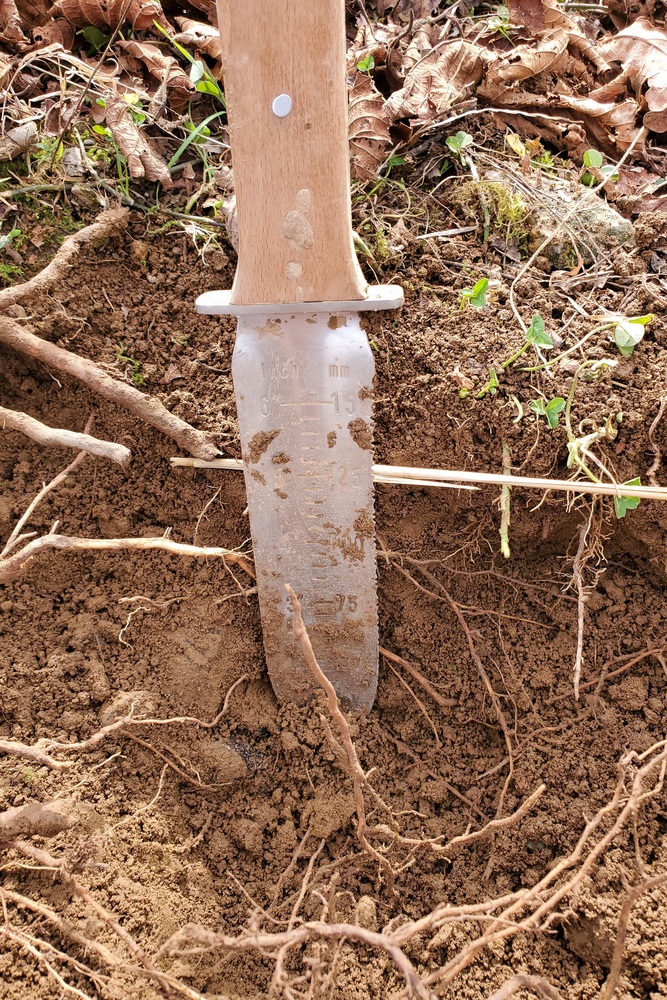 Knife in soil demonstrating ideal truffle depth in a Truffiere in Newtown, KY