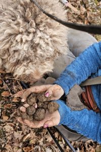 Half-pound pile of truffles in a persons hands discovered by dog Luca in a Truffiere in Newtown, KY