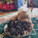 Plate containing Tuber melanosporum and other truffles harvested during the holidays, and guarded by dog Luca.