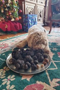 Plate containing Tuber melanosporum and other truffles harvested during the holidays, and guarded by dog Luca.